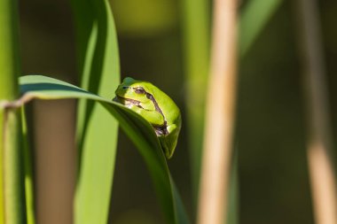 Hyla arborea - Sapında yeşil ağaç kurbağası. Arka plan yeşil. Fotoğrafta güzel bir bokeh var. Vahşi fotoğraf