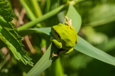 Hyla arborea - Sapında yeşil ağaç kurbağası. Arka plan yeşil. Fotoğrafta güzel bir bokeh var. Vahşi fotoğraf