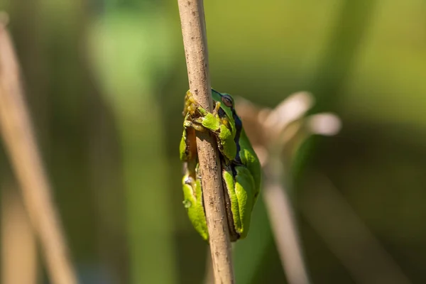 绿树蛙在茎上 背景是绿色的 这张照片有一个很好的防伪标志 野生照片 — 图库照片