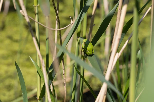 Hyla Arborea Green Tree Frog Stalk Background Green Photo Has — Stock Photo, Image