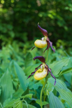 Terlik Orkidesi - Cypripedium kalseolus güzel sarı çiçek yeşil arka planda güzel bokeh ile. Vahşi foto..