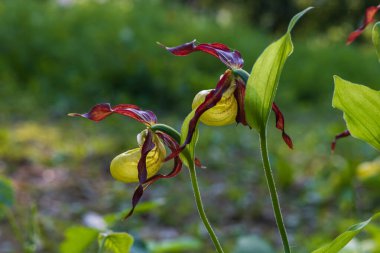 Terlik Orkidesi - Cypripedium kalseolus güzel sarı çiçek yeşil arka planda güzel bokeh ile. Vahşi foto..