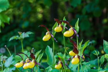 Terlik Orkidesi - Cypripedium kalseolus güzel sarı çiçek yeşil arka planda güzel bokeh ile. Vahşi foto..
