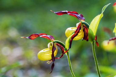 Terlik Orkidesi - Cypripedium kalseolus güzel sarı çiçek yeşil arka planda güzel bokeh ile. Vahşi foto..