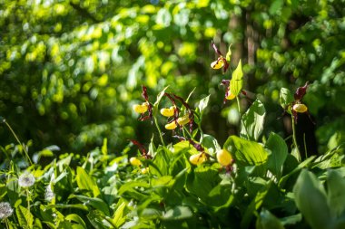 Terlik Orkidesi - Cypripedium kalseolus güzel sarı çiçek yeşil arka planda güzel bokeh ile. Vahşi foto..