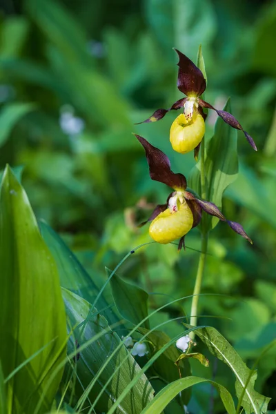 stock image Slipper Orchid - Cypripedium calceolus beautiful yellow flower on a green background with nice bokeh. Wild foto.
