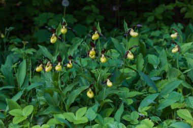 Terlik Orkidesi - Cypripedium kalseolus güzel sarı çiçek yeşil arka planda güzel bokeh ile. Vahşi foto..