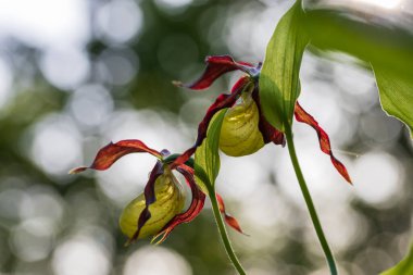 Terlik Orkidesi - Cypripedium kalseolus güzel sarı çiçek yeşil arka planda güzel bokeh ile. Vahşi foto..