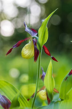 Terlik Orkidesi - Cypripedium kalseolus güzel sarı çiçek yeşil arka planda güzel bokeh ile. Vahşi foto..