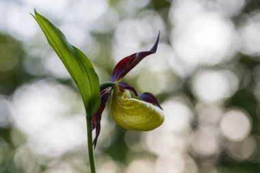 Terlik Orkidesi - Cypripedium kalseolus güzel sarı çiçek yeşil arka planda güzel bokeh ile. Vahşi foto..