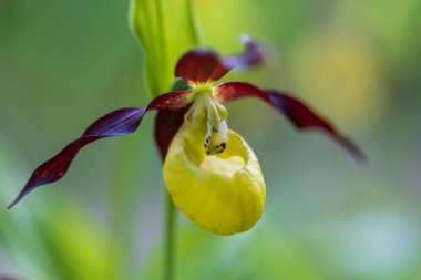 Terlik Orkidesi - Cypripedium kalseolus güzel sarı çiçek yeşil arka planda güzel bokeh ile. Vahşi foto..