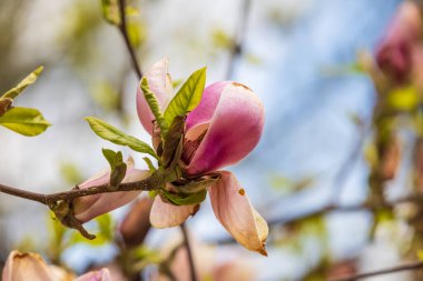 Magnolia ağacının güzel pembe çiçekleri - Manolyalar