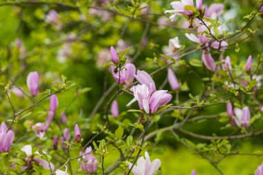 Magnolia ağacının güzel pembe çiçekleri - Manolyalar