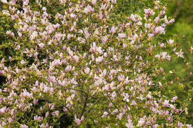Magnolia ağacının güzel pembe çiçekleri - Manolyalar