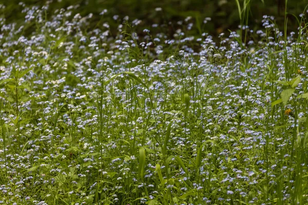 小さな青い忘れない私ではなく 花の森の中の緑の草の中で成長 いいボケだ — ストック写真