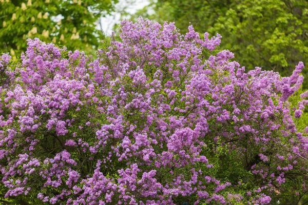 stock image Beautiful ornamental shrub Lilac - Syringa vulgaris - blue-violet flowers with green leaves.