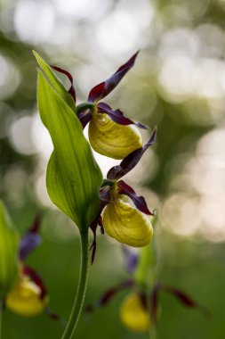 Terlik Orkidesi - Cypripedium kalseolus güzel sarı çiçek yeşil arka planda güzel bokeh ile. Vahşi foto..