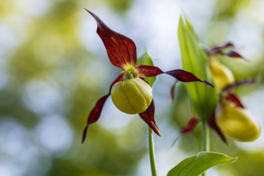 Terlik Orkidesi - Cypripedium kalseolus güzel sarı çiçek yeşil arka planda güzel bokeh ile. Vahşi foto..