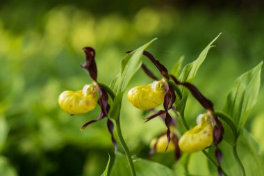 Terlik Orkidesi - Cypripedium kalseolus güzel sarı çiçek yeşil arka planda güzel bokeh ile. Vahşi foto..