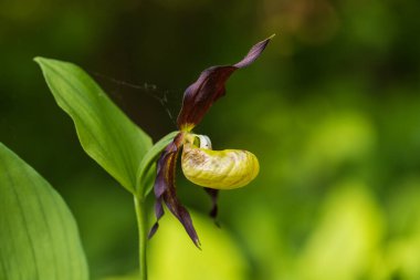 Terlik Orkidesi - Cypripedium kalseolus güzel sarı çiçek yeşil arka planda güzel bokeh ile. Vahşi foto..