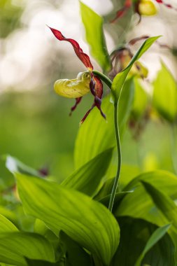 Terlik Orkidesi - Cypripedium kalseolus güzel sarı çiçek yeşil arka planda güzel bokeh ile. Vahşi foto..