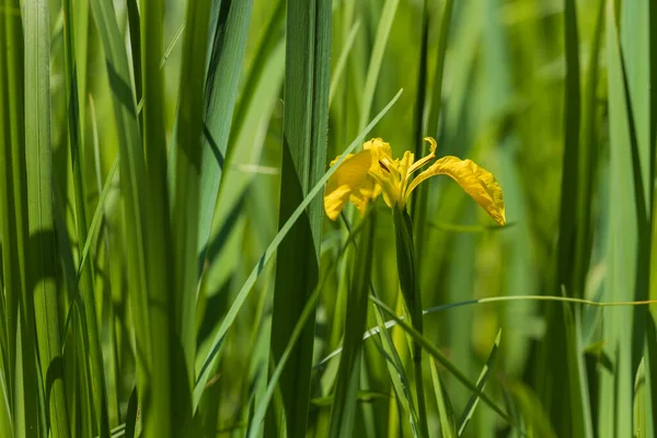 Yellow iris growing in wild nature in grass.