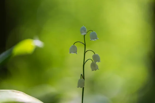 stock image Lily of the valley - a white bell-shaped flower with green leaves.