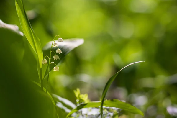 Ландыш Белый Цветок Форме Колокольчика Зелеными Листьями — стоковое фото