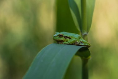 Hyla arborea - Sapında yeşil ağaç kurbağası. Arka plan yeşil. Fotoğrafta güzel bir bokeh var. Vahşi fotoğraf