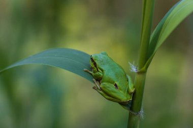 Hyla arborea - Sapında yeşil ağaç kurbağası. Arka plan yeşil. Fotoğrafta güzel bir bokeh var. Vahşi fotoğraf