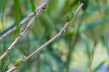 Hyla arborea - Sapında yeşil ağaç kurbağası. Arka plan yeşil. Fotoğrafta güzel bir bokeh var. Vahşi fotoğraf