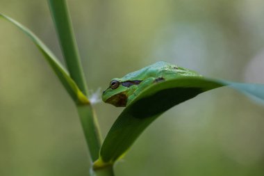 Hyla arborea - Sapında yeşil ağaç kurbağası. Arka plan yeşil. Fotoğrafta güzel bir bokeh var. Vahşi fotoğraf