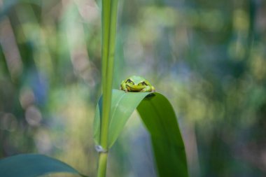 Hyla arborea - Sapında yeşil ağaç kurbağası. Arka plan yeşil. Fotoğrafta güzel bir bokeh var. Vahşi fotoğraf