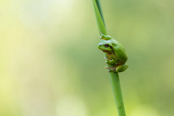 Hyla Arborea 茎に緑の木のカエル 背景は緑です 写真はいいボケですね 野生写真 — ストック写真