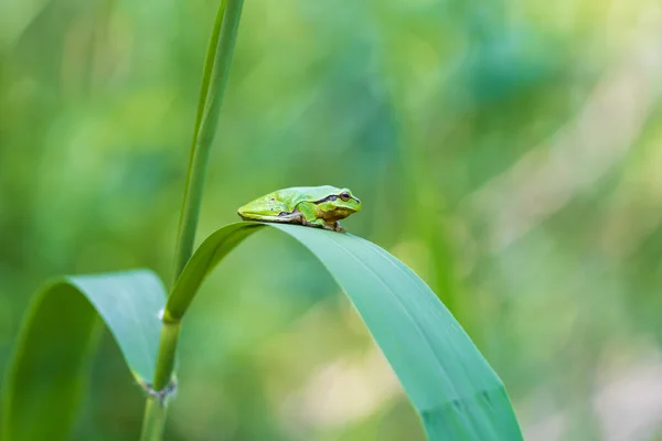 Hyla Arborea Πράσινος Βάτραχος Μίσχο Φόντο Είναι Πράσινο Φωτογραφία Έχει — Φωτογραφία Αρχείου