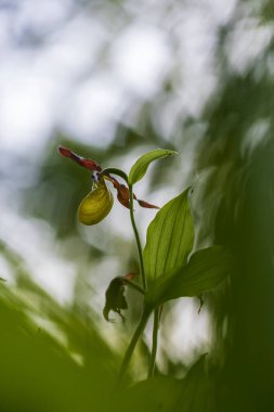 Terlik Orkidesi - Cypripedium kalseolus güzel sarı çiçek yeşil arka planda güzel bokeh ile. Vahşi foto..