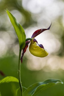 Terlik Orkidesi - Cypripedium kalseolus güzel sarı çiçek yeşil arka planda güzel bokeh ile. Vahşi foto..