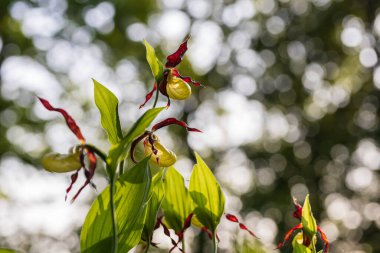 Terlik Orkidesi - Cypripedium kalseolus güzel sarı çiçek yeşil arka planda güzel bokeh ile. Vahşi foto..