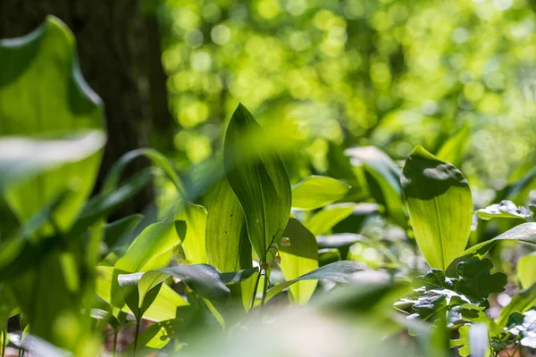 Лілія Долини Біла Квітка Формі Дзвіночка Зеленим Листям — стокове фото