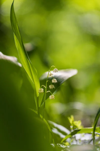 Lily Doliny Biały Kwiat Kształcie Dzwonu Zielonymi Liśćmi — Zdjęcie stockowe