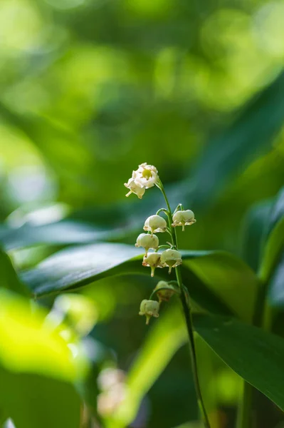 Lily Valley Ένα Λευκό Λουλούδι Σχήμα Καμπάνας Πράσινα Φύλλα — Φωτογραφία Αρχείου