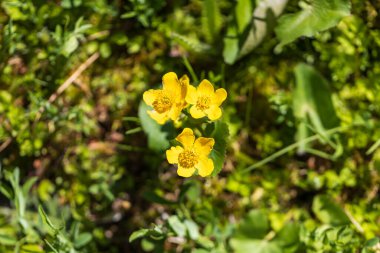 Yellow Blatouch - Caltha palustris flower with green leaves in the meadow.