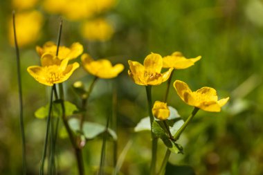 Yellow Blatouch - Caltha palustris flower with green leaves in the meadow.