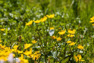 Yellow Blatouch - Caltha palustris flower with green leaves in the meadow.