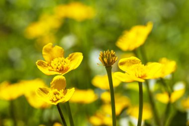Yellow Blatouch - Caltha palustris flower with green leaves in the meadow.