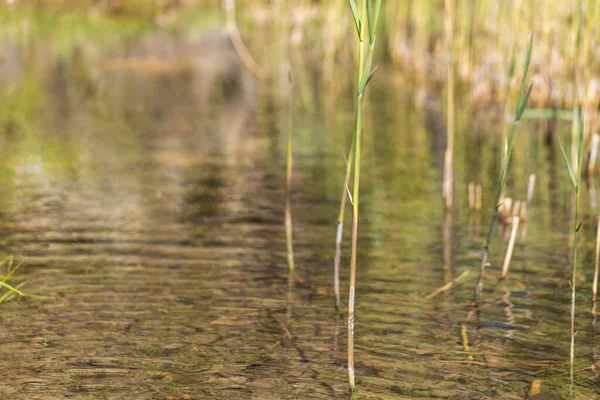 葦が成長する沼の中の水の体 — ストック写真