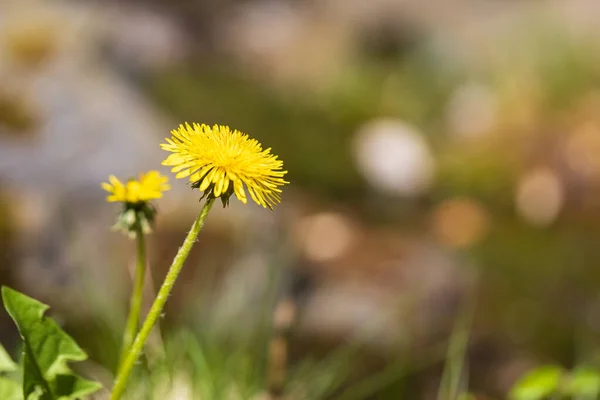 Жовта Квітка Зеленому Лузі Кульбабаба Таскакум — стокове фото