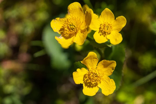 Yellow Blatouch Caltha Palustris Flower Green Leaves Meadow — Stock Photo, Image