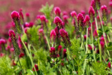 Tarımsal mahsul Kırmızı Yonca 'nın vücut bulmuş hali - Trifolium incarnatum sahada.