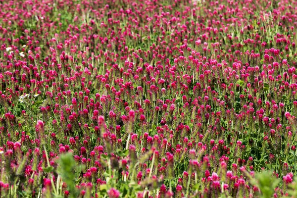 Landwirtschaftliche Nutzpflanze Rotklee Trifolium Incarnatum Auf Dem Feld — Stockfoto